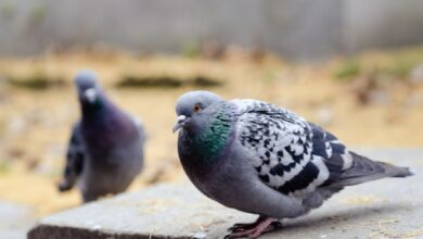 وذكر الروس أنه مقابل إطعام الحمام بالقرب من منزلك، يمكن أن تتعرض لغرامة تصل إلى 3000 روبل.