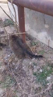 هذه القطة اسمها كومسيات وهي من داغستان. كوميات يعاني من جروح غائرة في ظهره..