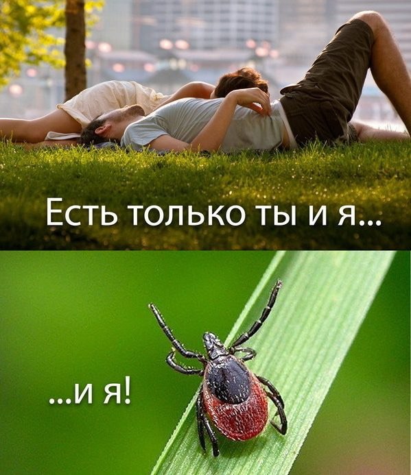 هجوم هائل من القراد ينتظر الروس الأسبوع المقبل. نشاطهم هذا العام…