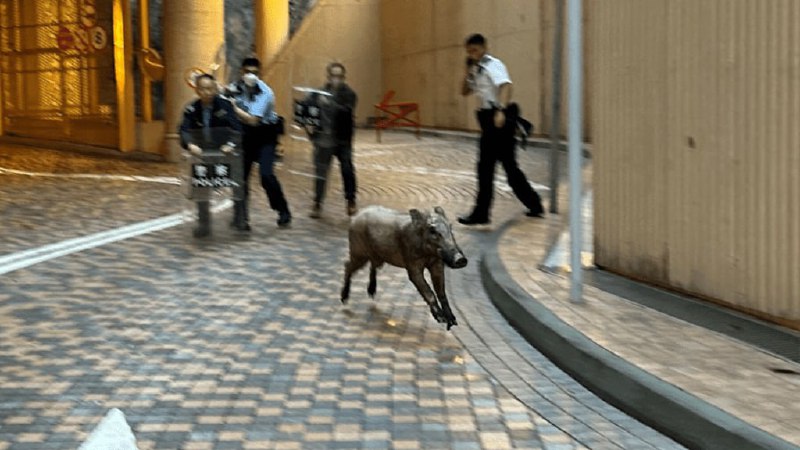 خنزير بري ينشر الخوف والرعب في شوارع المدينة ويرسل 4 أشخاص إلى المستشفى…
