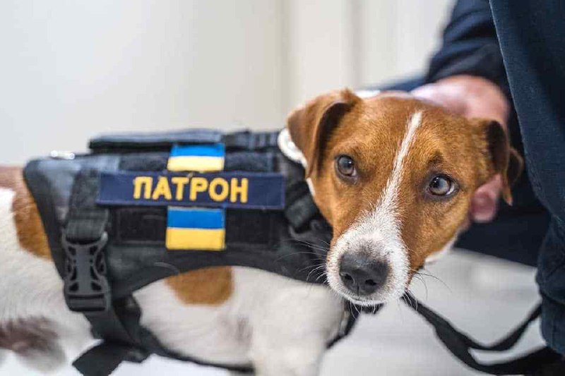 Dog Patron – تم إلغاء جميع مسلسلات الرسوم المتحركة الأوكرانية “Dog Patron” بسبب قرار ترامب…