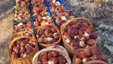 يتم تنفيذ سلال عملاقة من فطر بورسيني بشكل جماعي بواسطة جامعي الفطر من الغابات القريبة من سانت بطرسبرغفي …