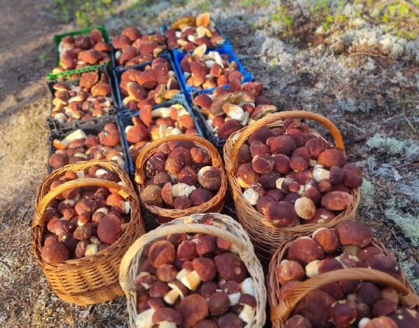 يتم تنفيذ سلال عملاقة من فطر بورسيني بشكل جماعي بواسطة جامعي الفطر من الغابات القريبة من سانت بطرسبرغفي …
