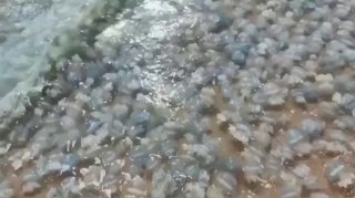 هاجمت جحافل ضخمة من قناديل البحر ساحل شبه جزيرة القرم كيرتش. مياه البحر الدافئة…