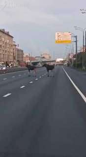 قام الأيائل بإغلاق طريق Entuziastov السريع في موسكو. في الصباح الباكر خرج زوج من الأيائل إلى الطريق…